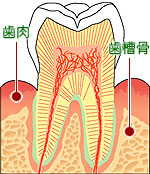 歯周病は今や日本では歯を失う一番の原因です